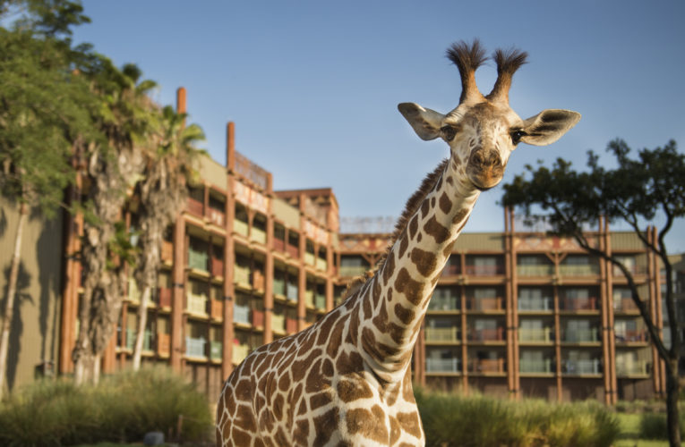 Conoce “Animal Kingdom Lodge Resort” para tu estadía en Walt Disney World Resort